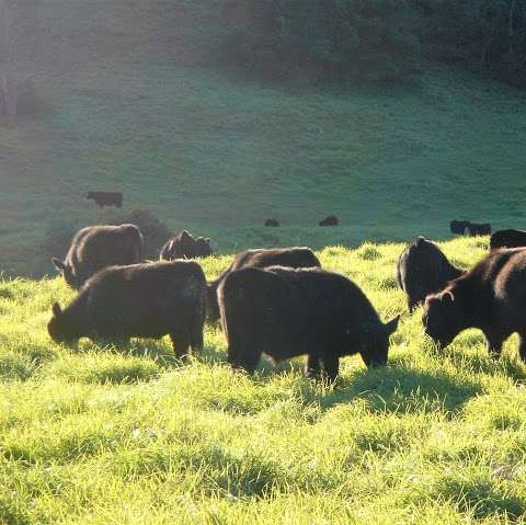 Photo: Araluen Beef Cattle